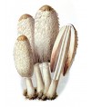 KOPRINUS KOMATUS (Coprinus comatus)