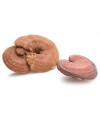 REIŠI (Ganoderma lucidum) 