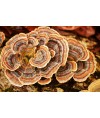 TRAMETES (Coriolus Versicolor)